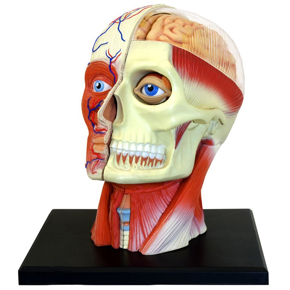 4D Human Head Anatomy Model – Miller Pads & Paper
