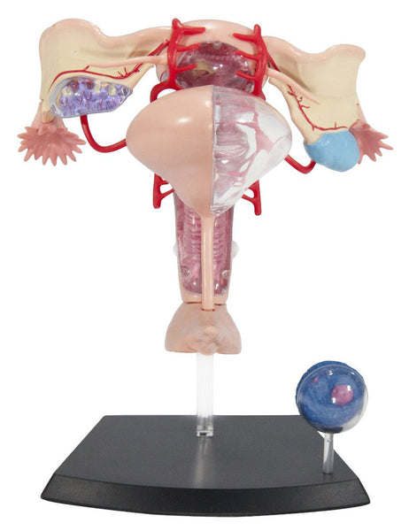 Female Reproductive System Model