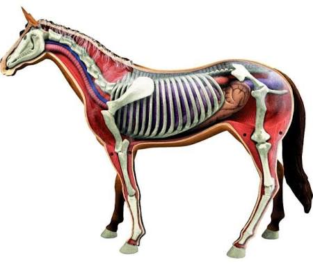 4D-Vision Horse Anatomy Model