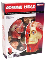 4D Human Head Anatomy Model