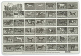 Learning Horses Placemat