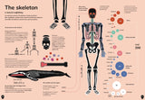 The Human Body at a Glance