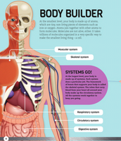 How Your Body Works: The Ultimate Illustrated Guide