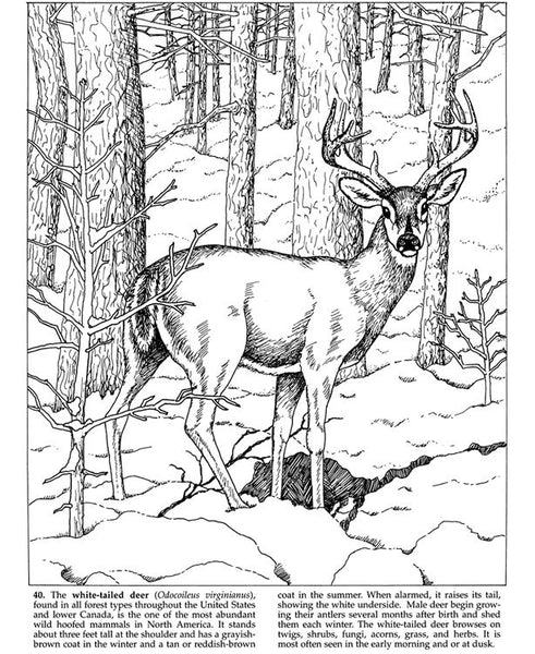 Forest Animals Coloring Book – Miller Pads & Paper
