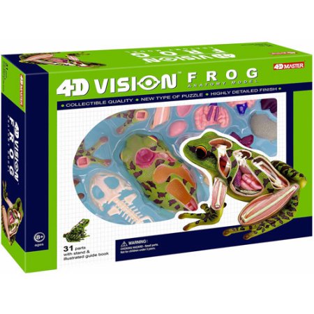 4D Vision: Frog Anatomy Model
