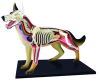 4D Dog Skeleton Model