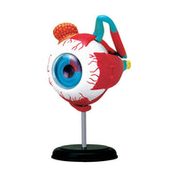 Eyeball Anatomy Model