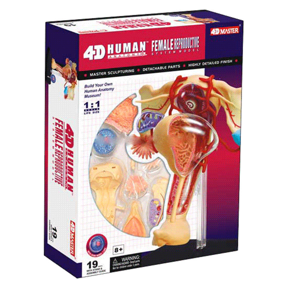 Female Reproductive System Model – Miller Pads & Paper