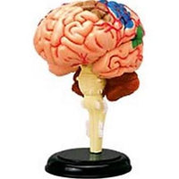 4D-Human Anatomy Brain Model