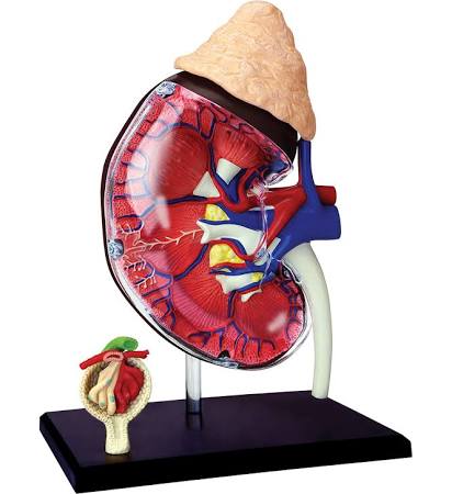 4D-Human Anatomy Kidney Model