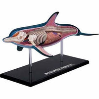 4D Dolphin Anatomy Model