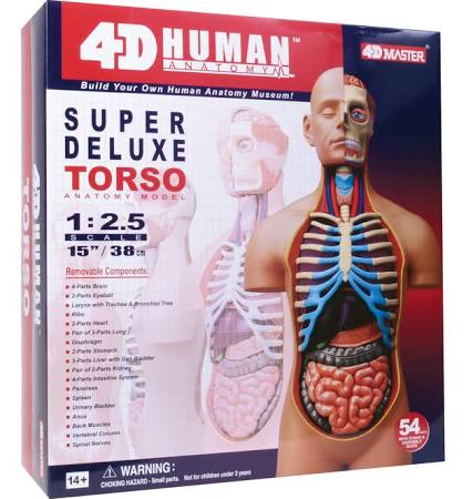 4D Super Deluxe Torso Anatomy Model