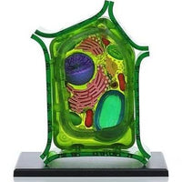 4D-Science Plant Cell Anatomy Model