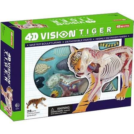 4D Tiger Anatomy Model