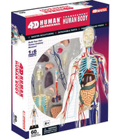 4D Transparent Human Body Anatomy Model